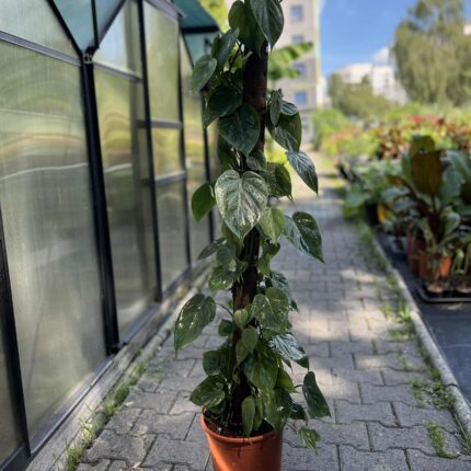 Philodendron scandens