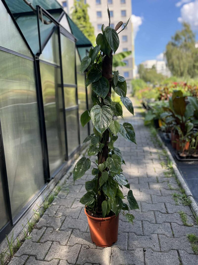 Philodendron scandens Philodendron scandens