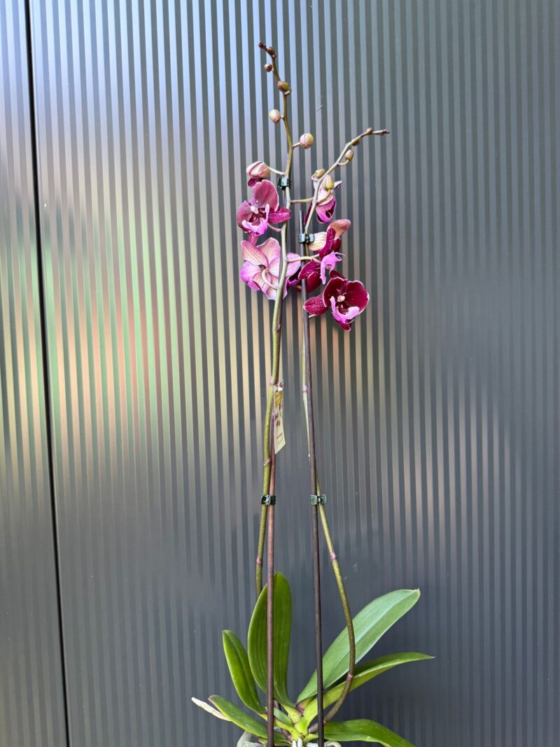 Phalaenopsis ‘Hot Kiss’ | Storczyk przekwitający
