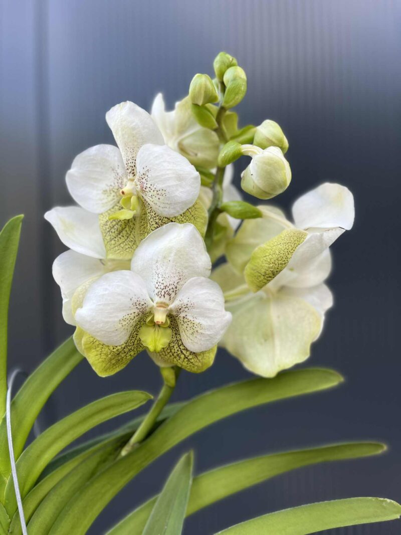 Storczyk Vanda “Hybryda Special ” 1 Storczyk Vanda “Hybryda Special ” 1