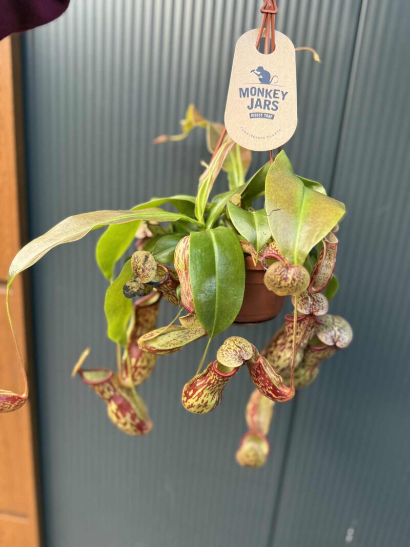 Nepenthes alata – dzbanecznik „Monkey Jars” Nepenthes alata – dzbanecznik „Monkey Jars”