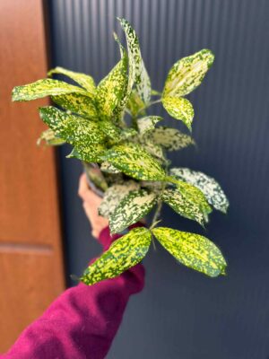 Dracaena surculosa ‘Florida Beauty’
