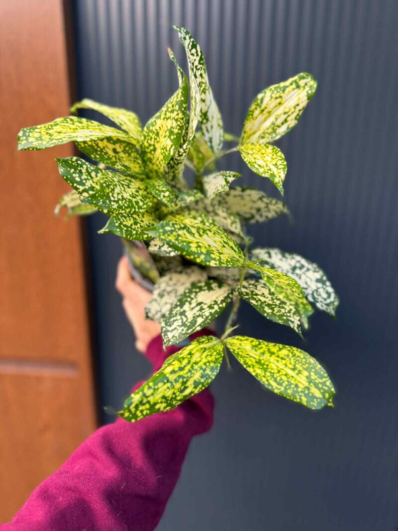Dracaena surculosa ‘Florida Beauty’