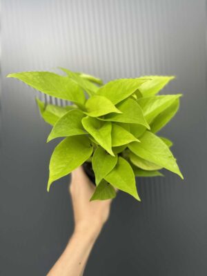 Epipremnum Neon