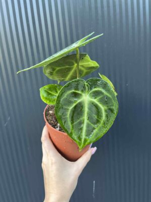 Anthurium Clarinervium Variegata