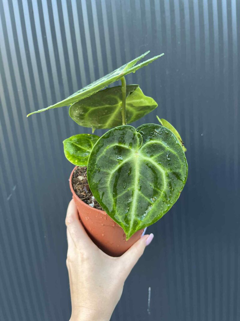 Anthurium Clarinervium Variegata