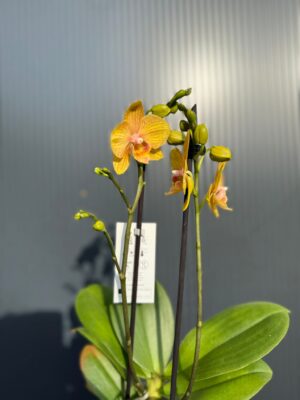 Phalaenopsis Limited 25 week 31 I Storczyk