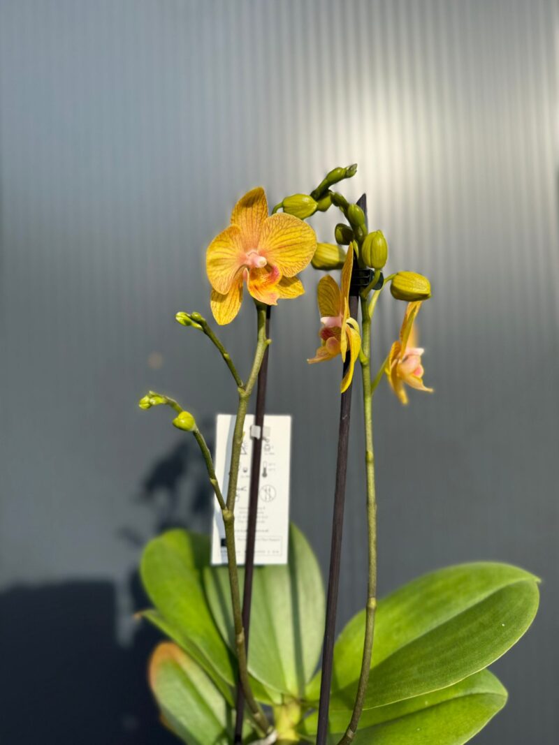 Phalaenopsis Limited 25 week 31 I Storczyk
