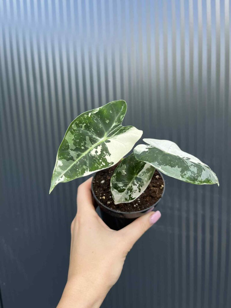 Alocasia Frydek Variegata Alocasia Frydek Variegata