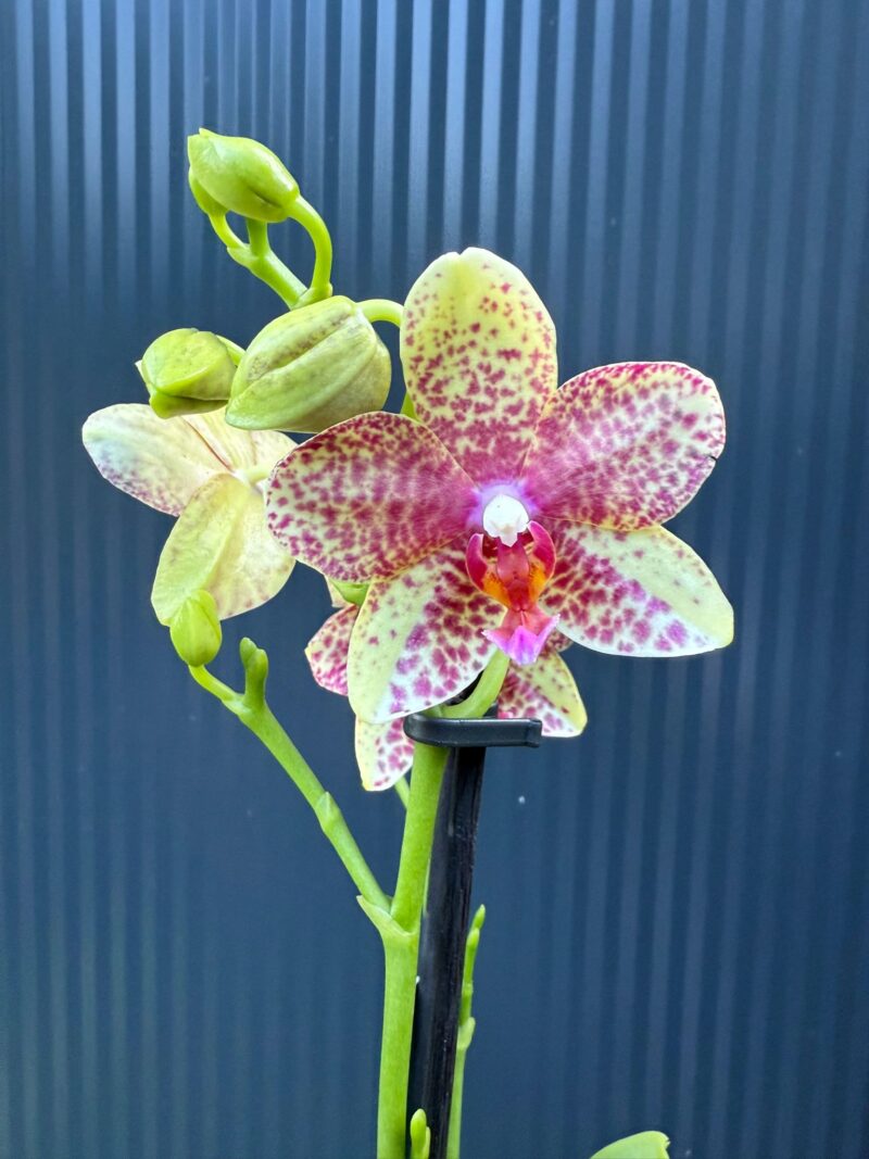 Phalaenopsis Anthura Grosseto | Storczyk Phalaenopsis Anthura Grosseto | Storczyk