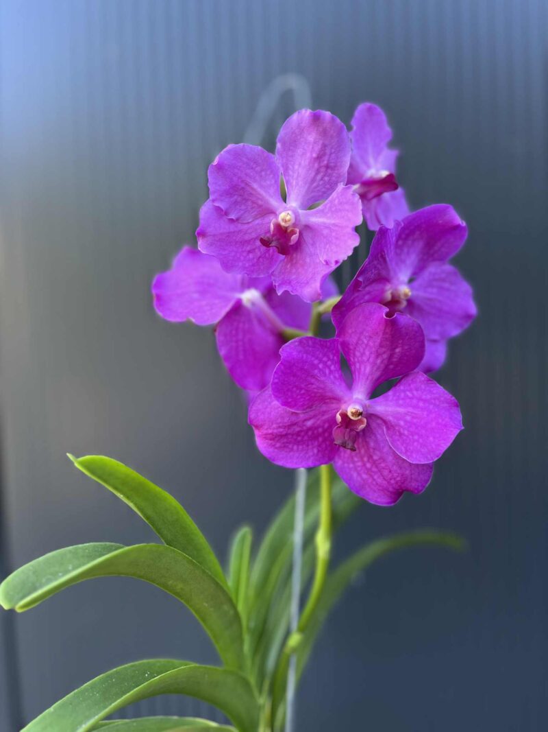 Storczyk Vanda 8