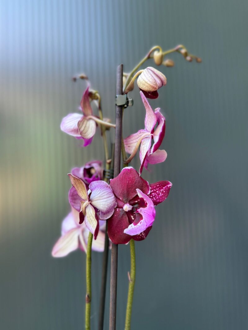 Phalaenopsis ‘Hot Kiss’ | Storczyk przekwitający