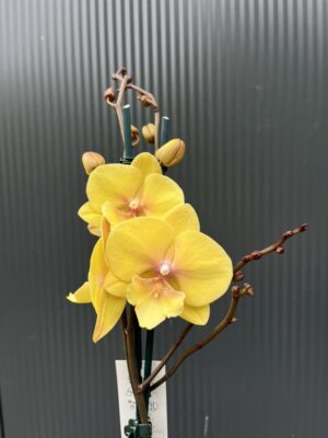 Phalaenopsis Gloria | Storczyk przekwitający