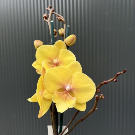 Phalaenopsis Gloria | Storczyk przekwitający
