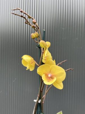 Phalaenopsis Gloria | Storczyk przekwitający