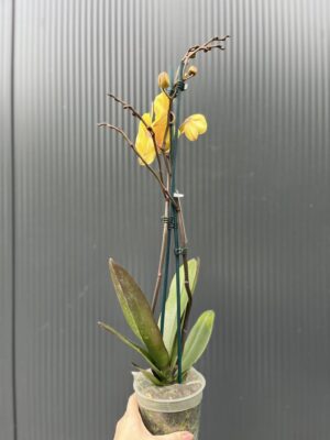 Phalaenopsis Gloria | Storczyk przekwitający