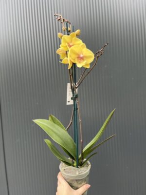 Phalaenopsis Gloria | Storczyk przekwitający