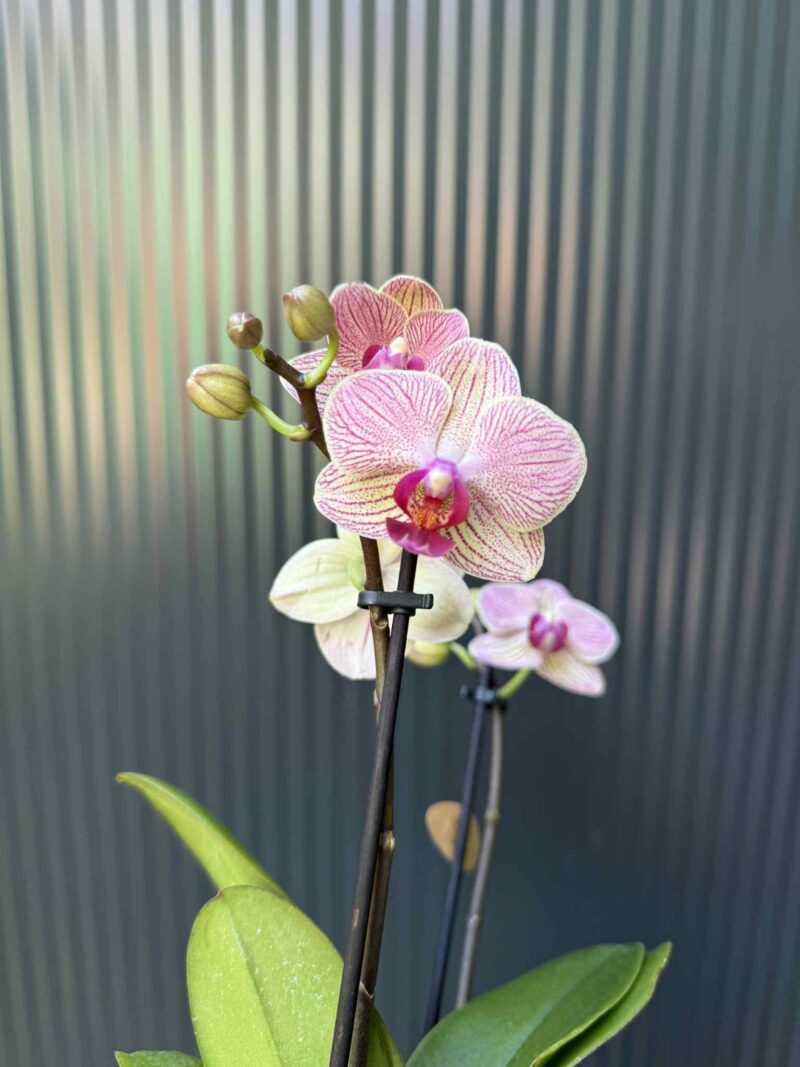 Phalaenopsis ‘France’ | Storczyk Phalaenopsis ‘France’ | Storczyk