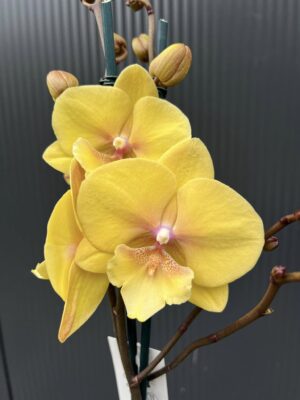 Phalaenopsis Gloria | Storczyk przekwitający
