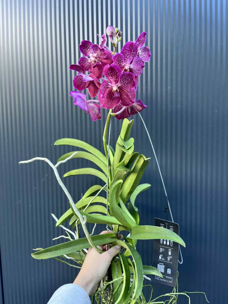 Storczyk Vanda “Hybryda Special ” 6
