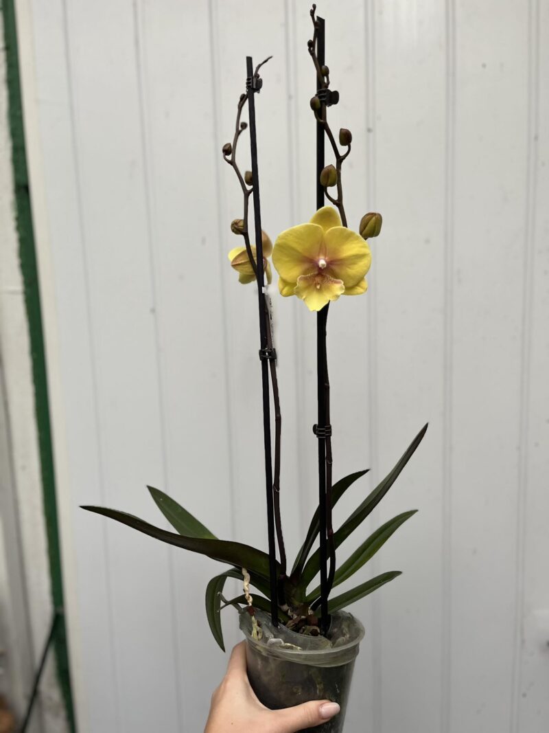 Phalaenopsis Gloria | Storczyk przekwitający