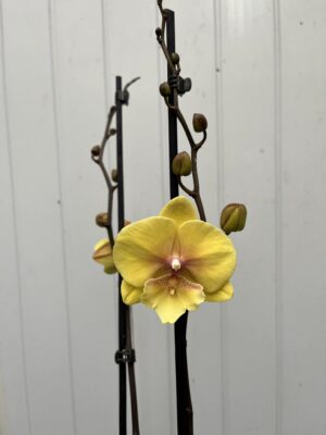 Phalaenopsis Gloria | Storczyk przekwitający