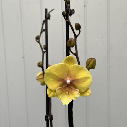 Phalaenopsis Gloria | Storczyk przekwitający