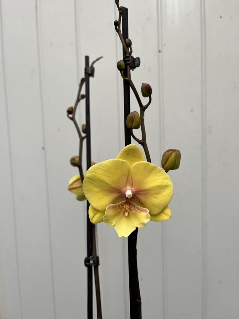 Phalaenopsis Gloria | Storczyk przekwitający