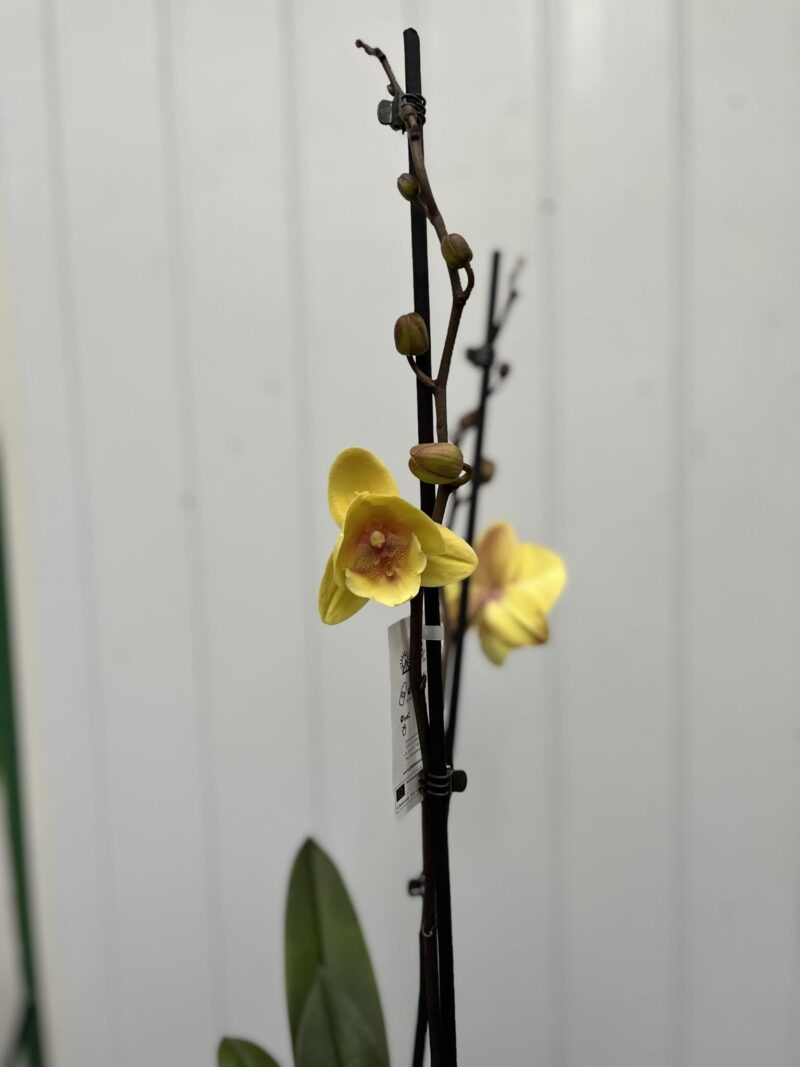 Phalaenopsis Gloria | Storczyk przekwitający