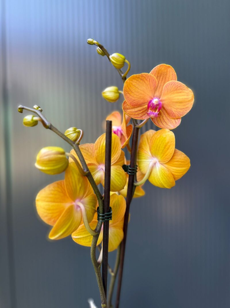 Phalaenopsis ‘Tamara’ | Storczyk