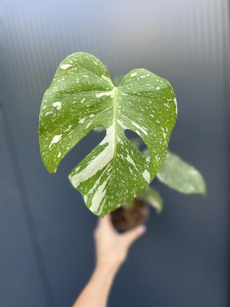 Monstera Thai Monstera Thai