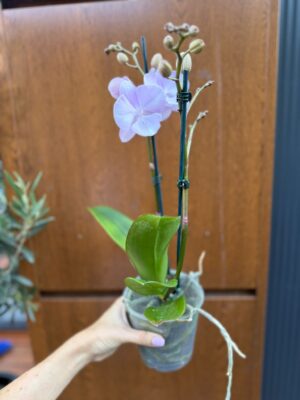 Phalaenopsis Limited 13