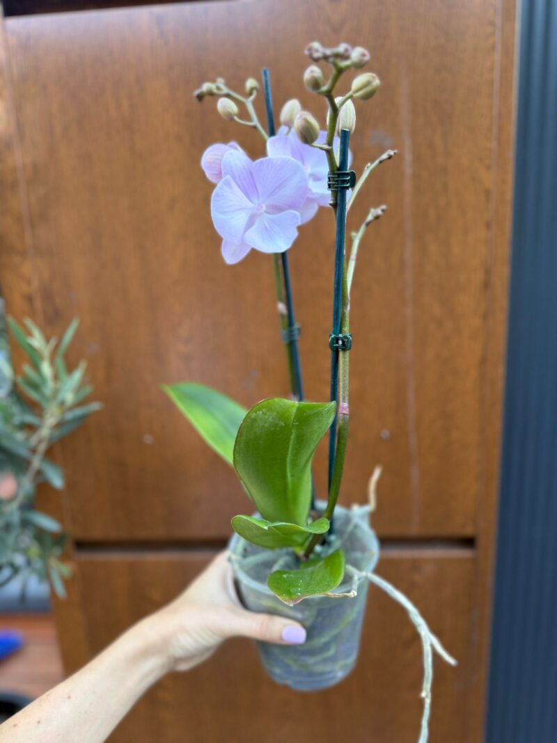 Phalaenopsis Limited 13