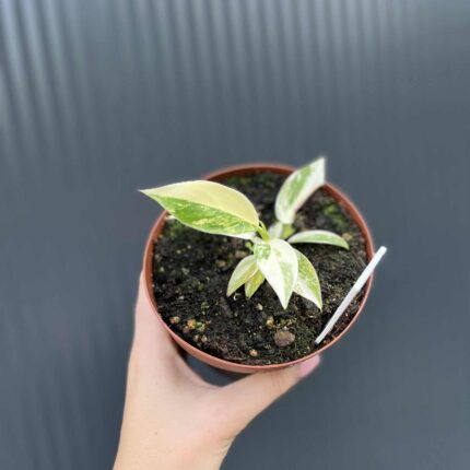 Philodendron Imperial Green Variegata