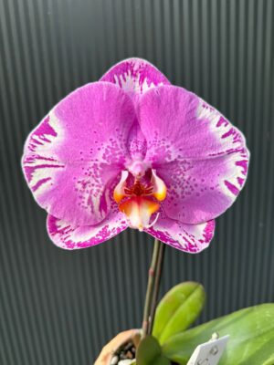 Phalaenopsis Singolo Victorio | Storczyk