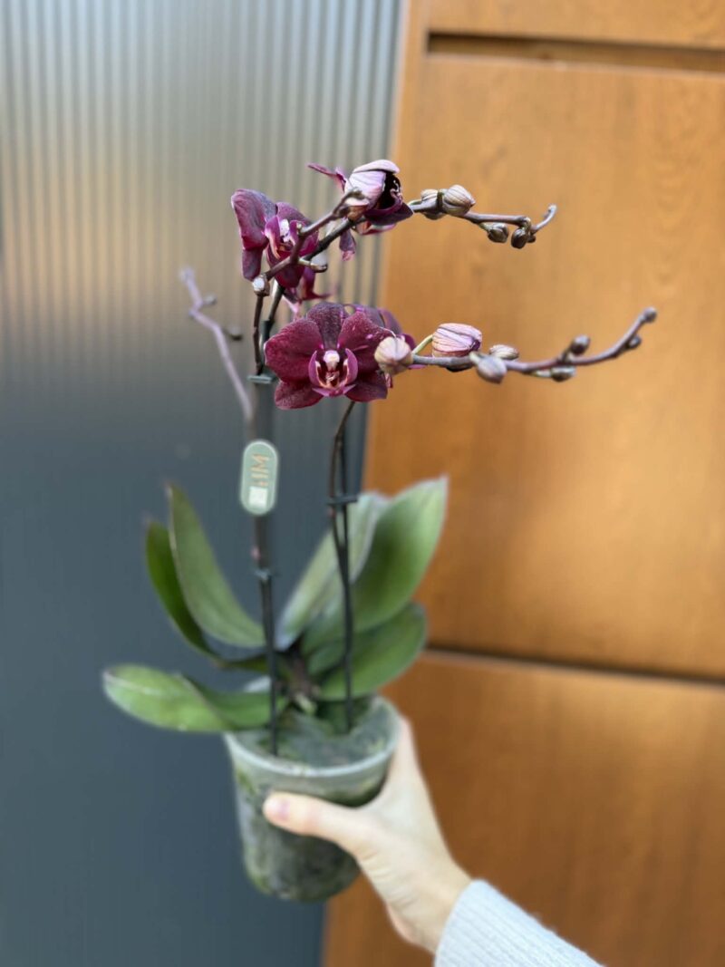 Phalaenopsis ‘Cartagena’ | Storczyk