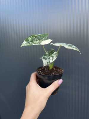 Alocasia Frydek Variegata