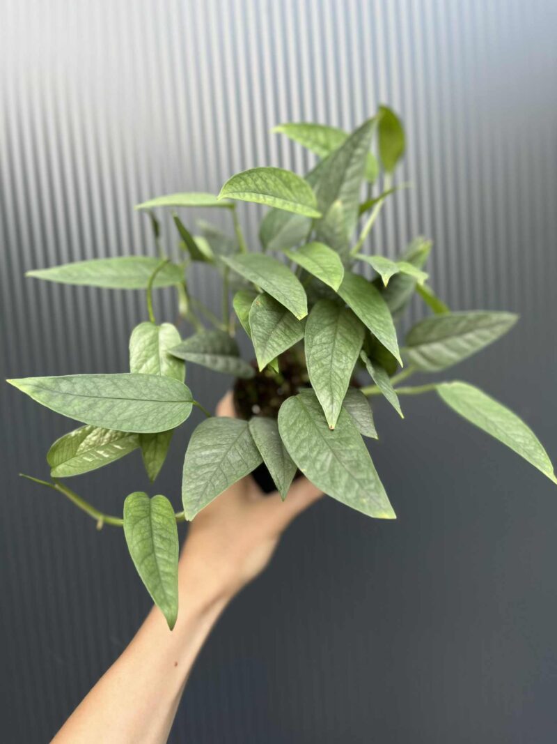 Epipremnum Cebu blue Epipremnum Cebu blue