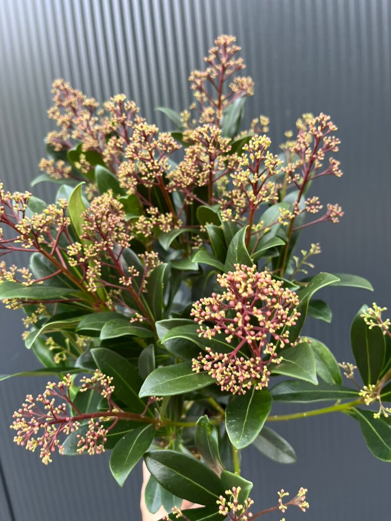Skimia Japońska Rubella Skimmia Skimia Japońska Rubella Skimmia
