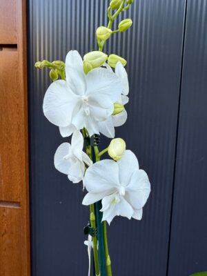 Phalaenopsis Charming Snow Big Lip | Storczyk