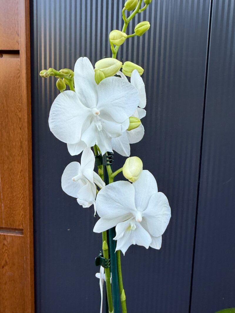 Phalaenopsis Charming Snow Big Lip | Storczyk