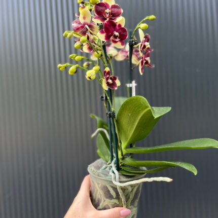 Phalaenopsis Catania | Storczyk bez pączków