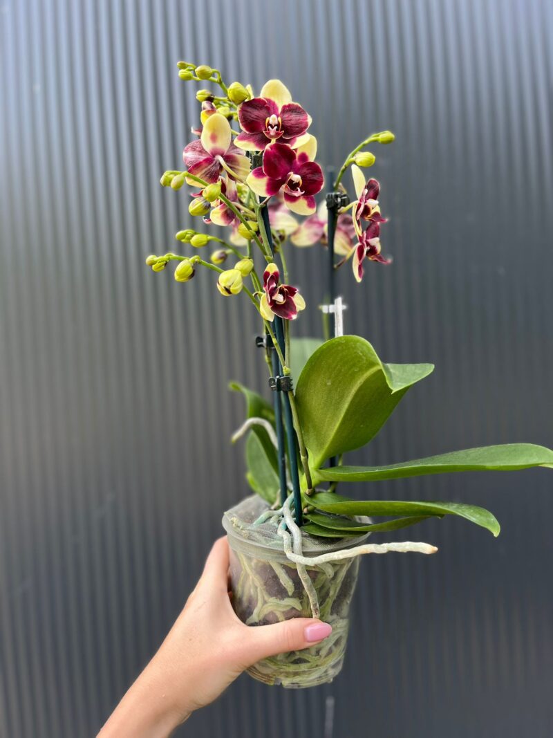 Phalaenopsis Catania | Storczyk bez pączków