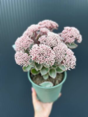Sedum telephium „la Vie en Rose” rozchodnik variegata