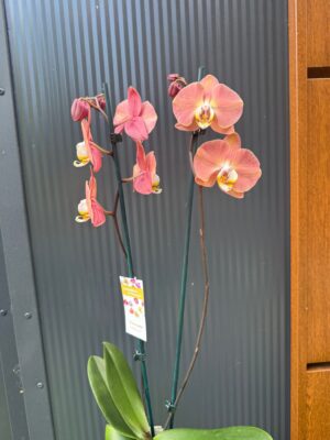 Phalaenopsis Limited 24 | Storczyk przekwitający
