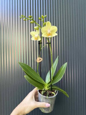 Phalaenopsis ‘Chad’ Yellow l Storczyk