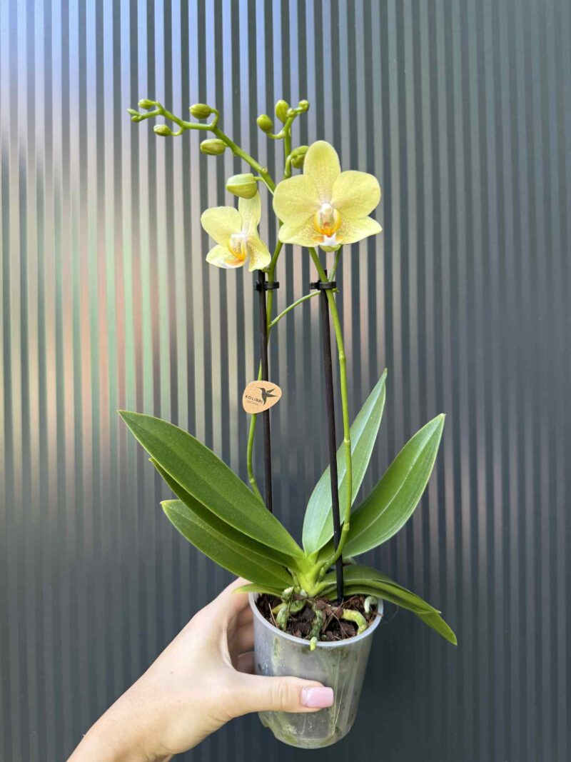 Phalaenopsis ‘Chad’ Yellow l Storczyk