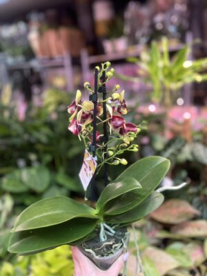 Phalaenopsis Catania | Storczyk bez pączków