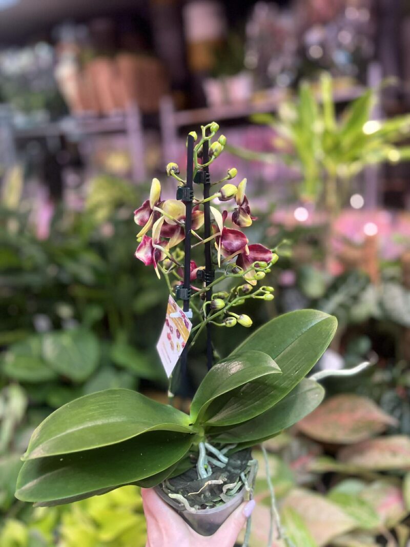 Phalaenopsis Catania | Storczyk bez pączków