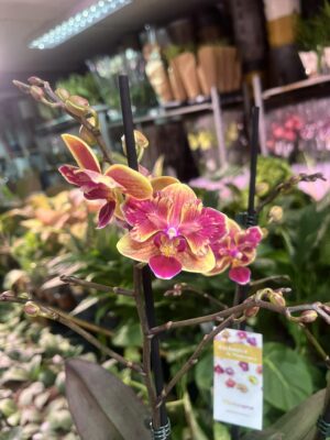 Phalaenopsis Sogo Yellowtris peloric | Storczyk bez pąków